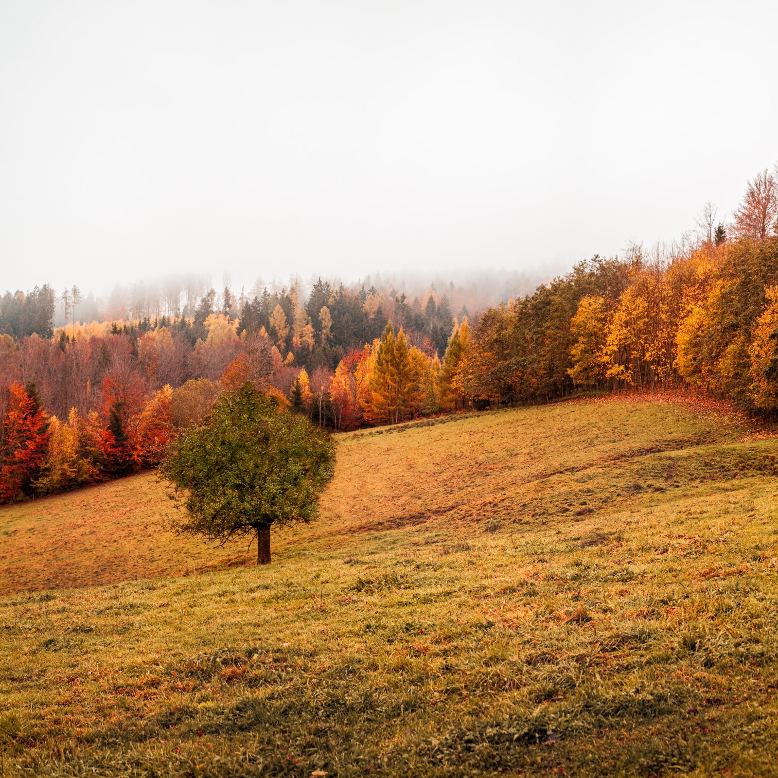 OLYMPUS M.25mm F1.2 sample photo. Autumn, field, meadow photography