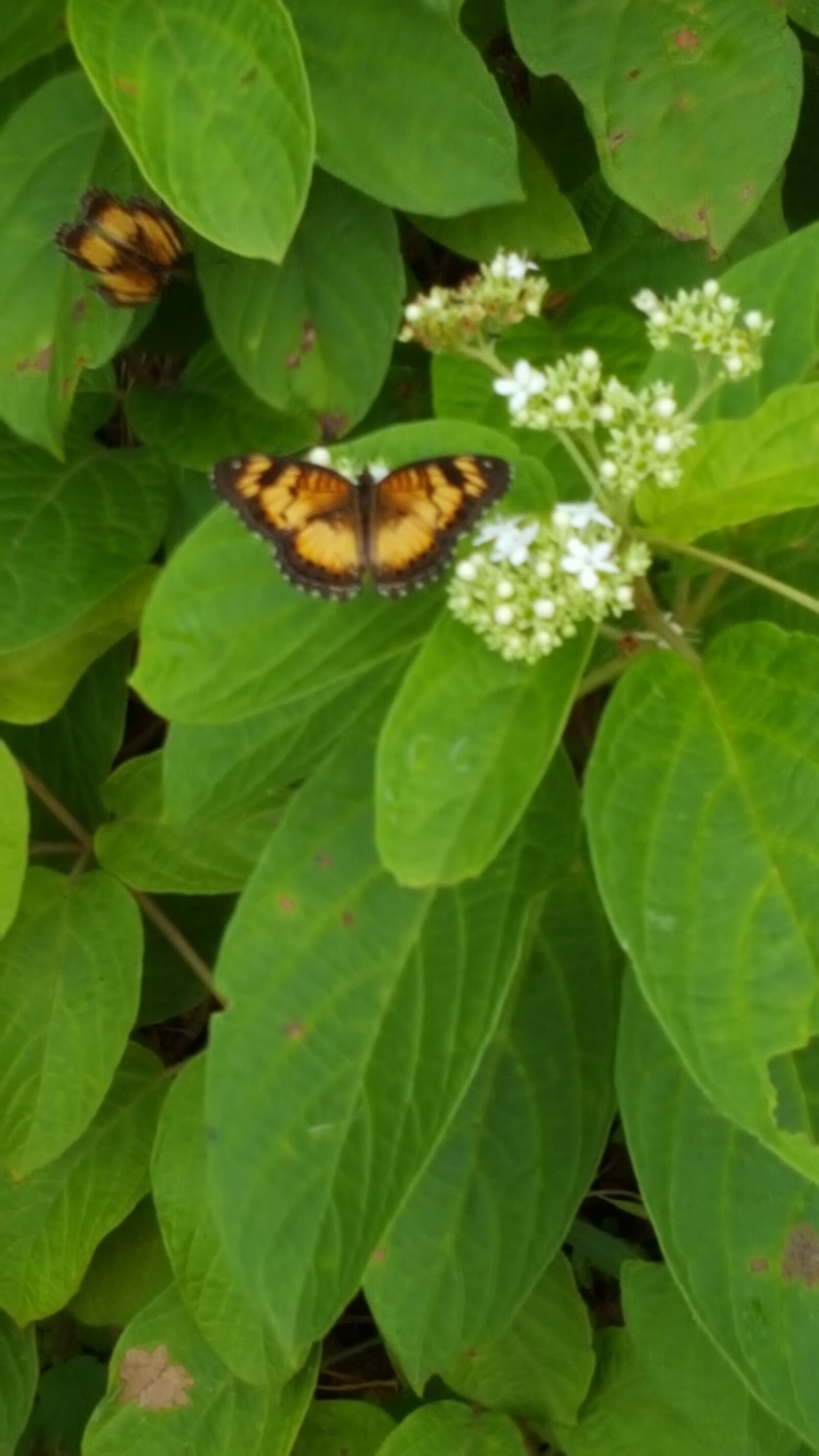Samsung Galaxy S6 sample photo. Butterfly, nature, insect photography