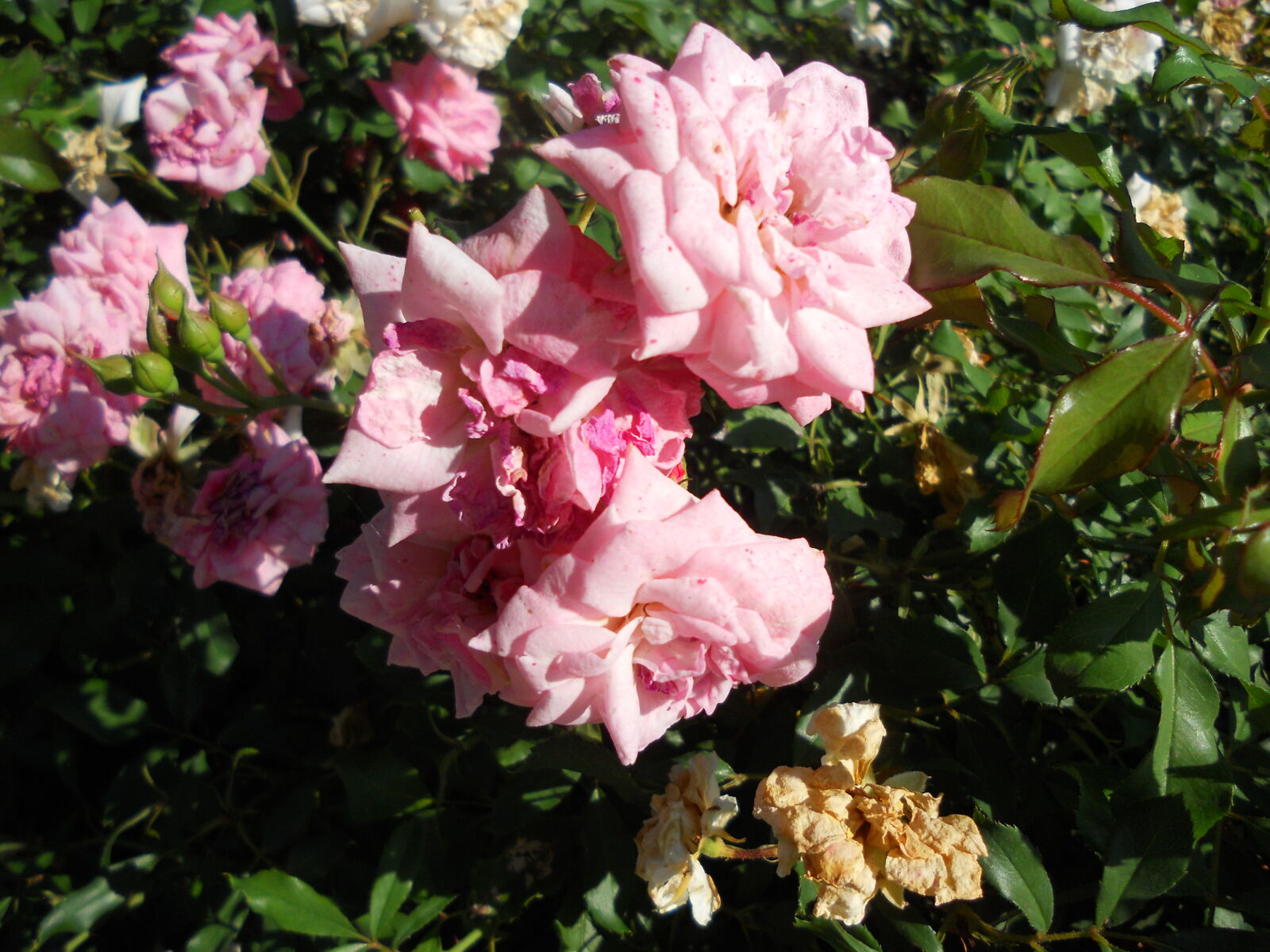 Nikon Coolpix S3000 sample photo