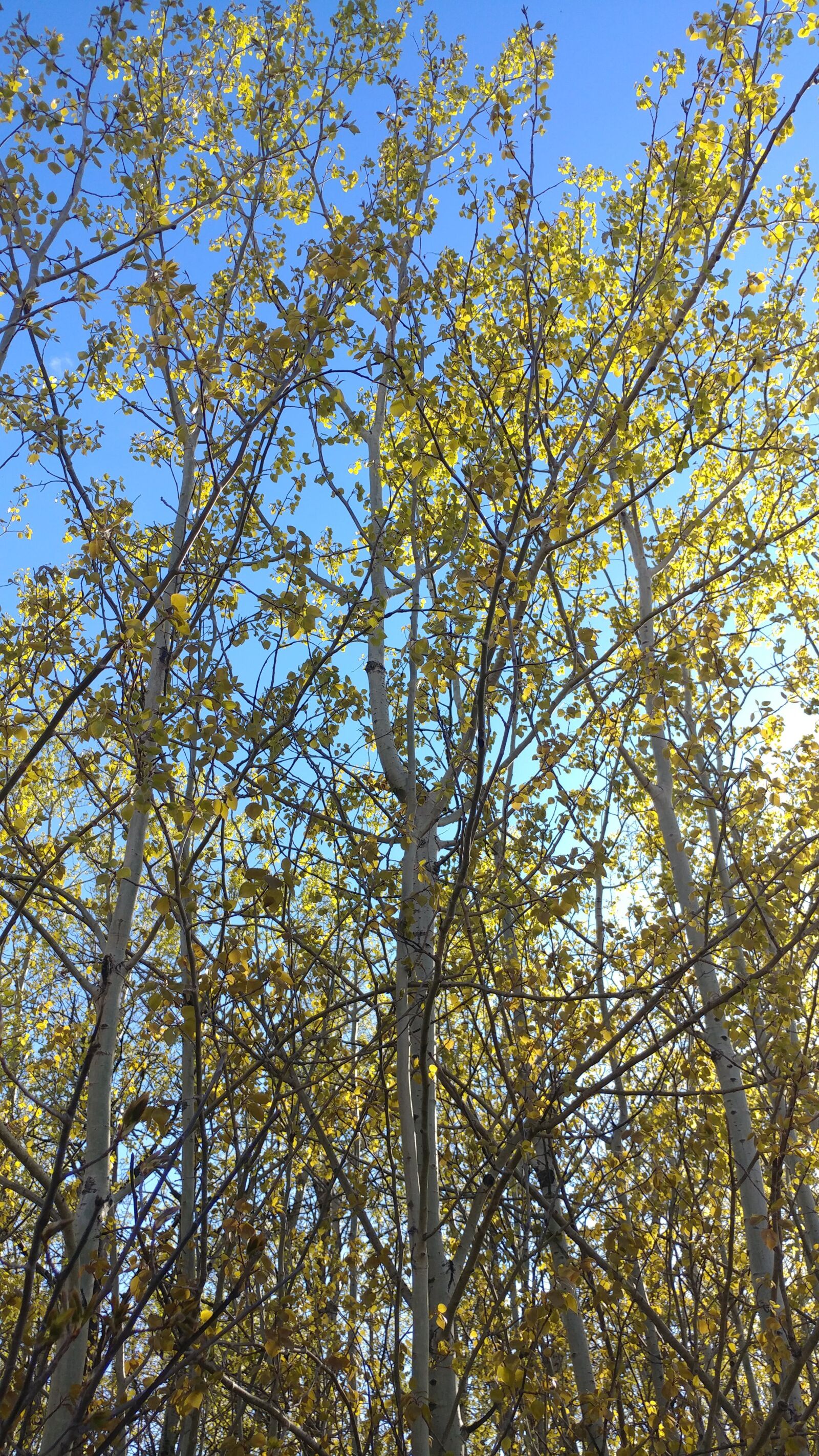 LG V20 sample photo. Spring, tree, sunshine photography