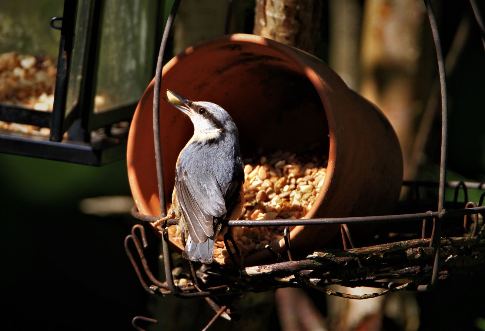Canon EOS 7D sample photo. Kleiber, songbird, bird photography