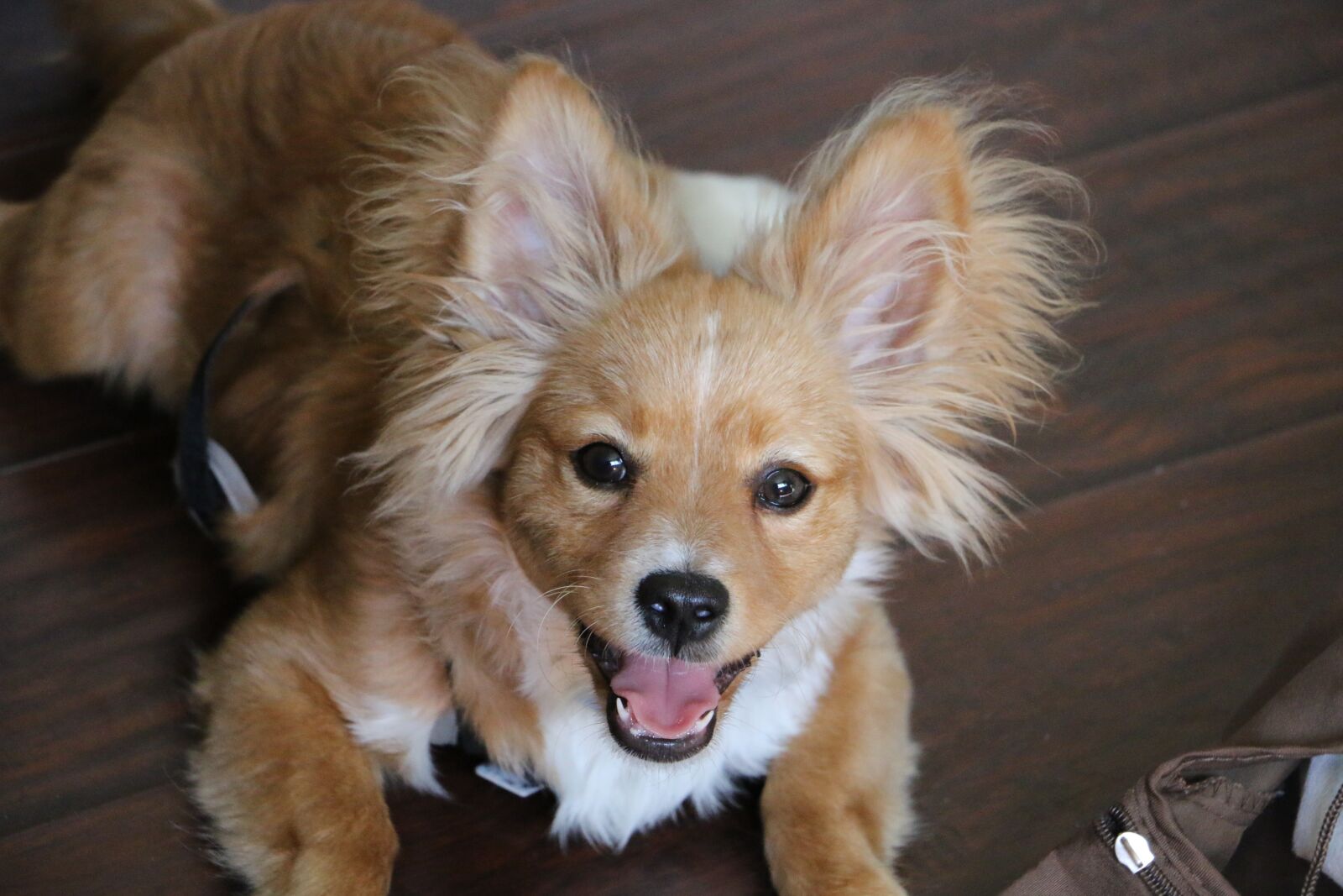 Canon EOS 70D sample photo. Dog, puppy, cute photography