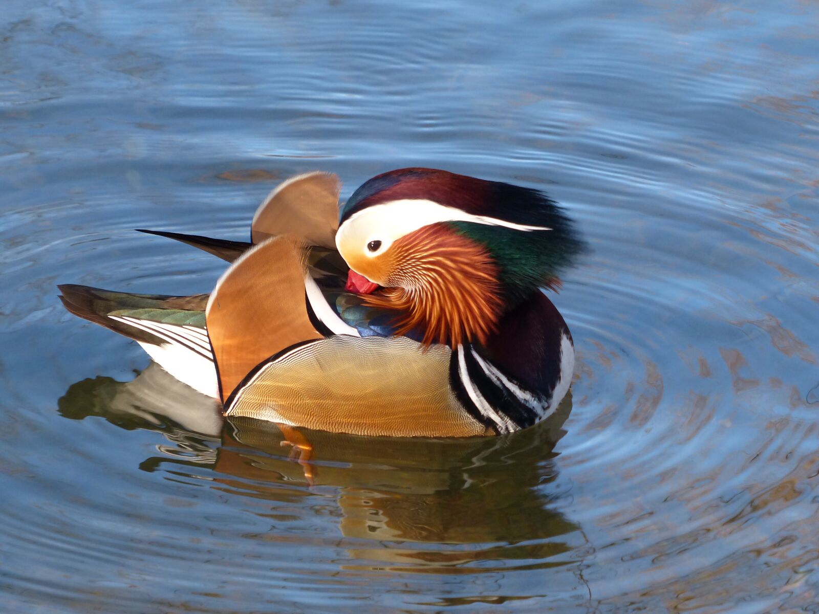 Panasonic Lumix DMC-FZ200 sample photo. Mandarin ducks, aix galericulata photography