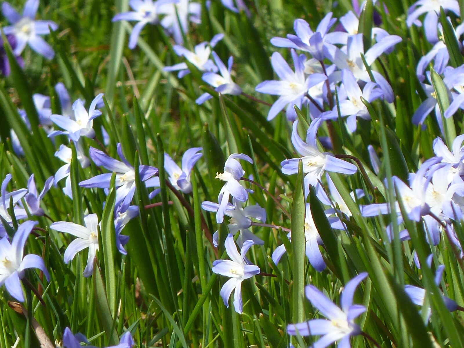 Panasonic Lumix DMC-ZS5 (Lumix DMC-TZ8) sample photo. Blue star, blue, spring photography