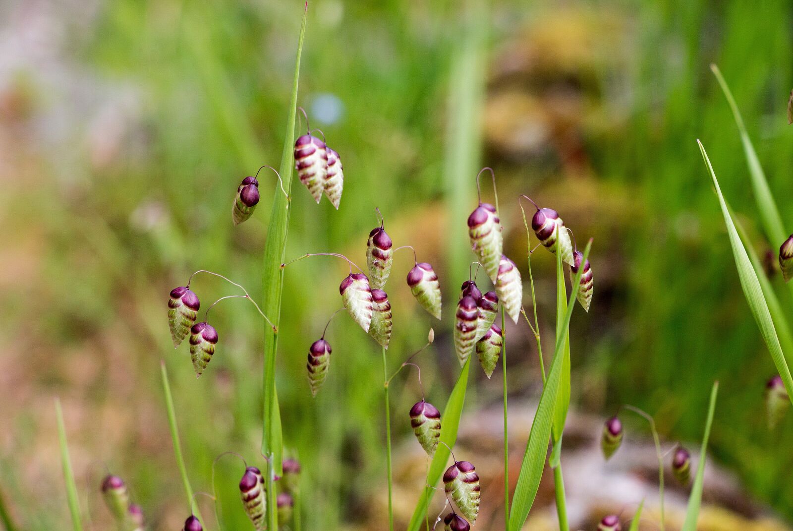 Canon EOS 70D sample photo. Grass, meadow, summer photography