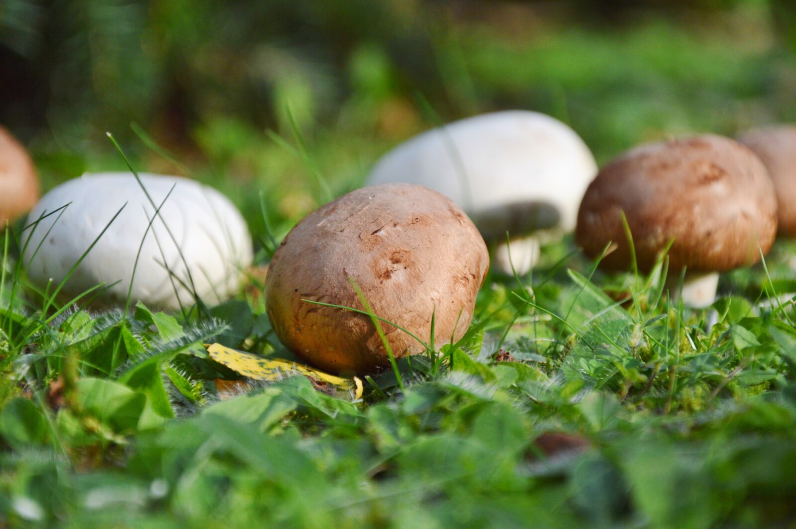 Nikon D3200 sample photo. Mushroom, egerling, disc fungus photography