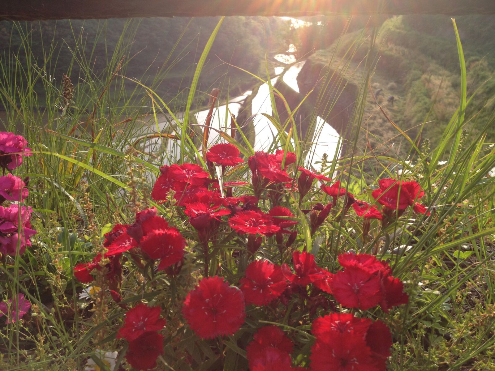 Apple iPhone 4S sample photo. Red, red flowers, countryside photography