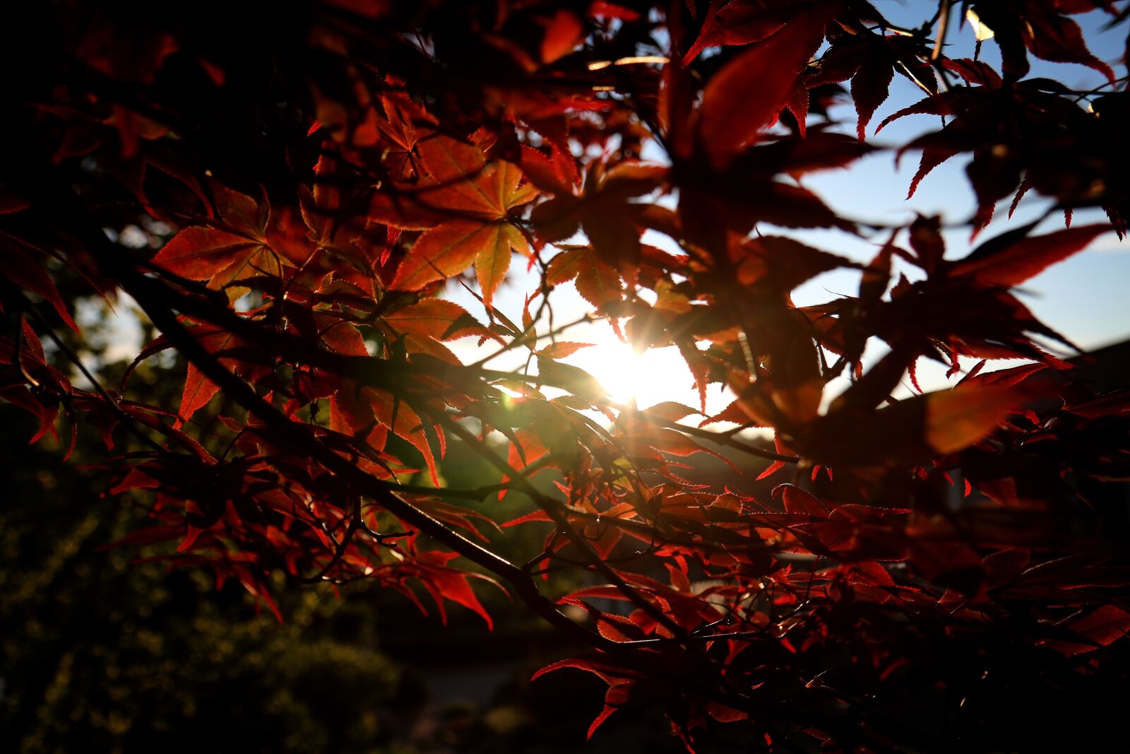 Canon EOS 70D sample photo. Maple, autumn, leaves photography