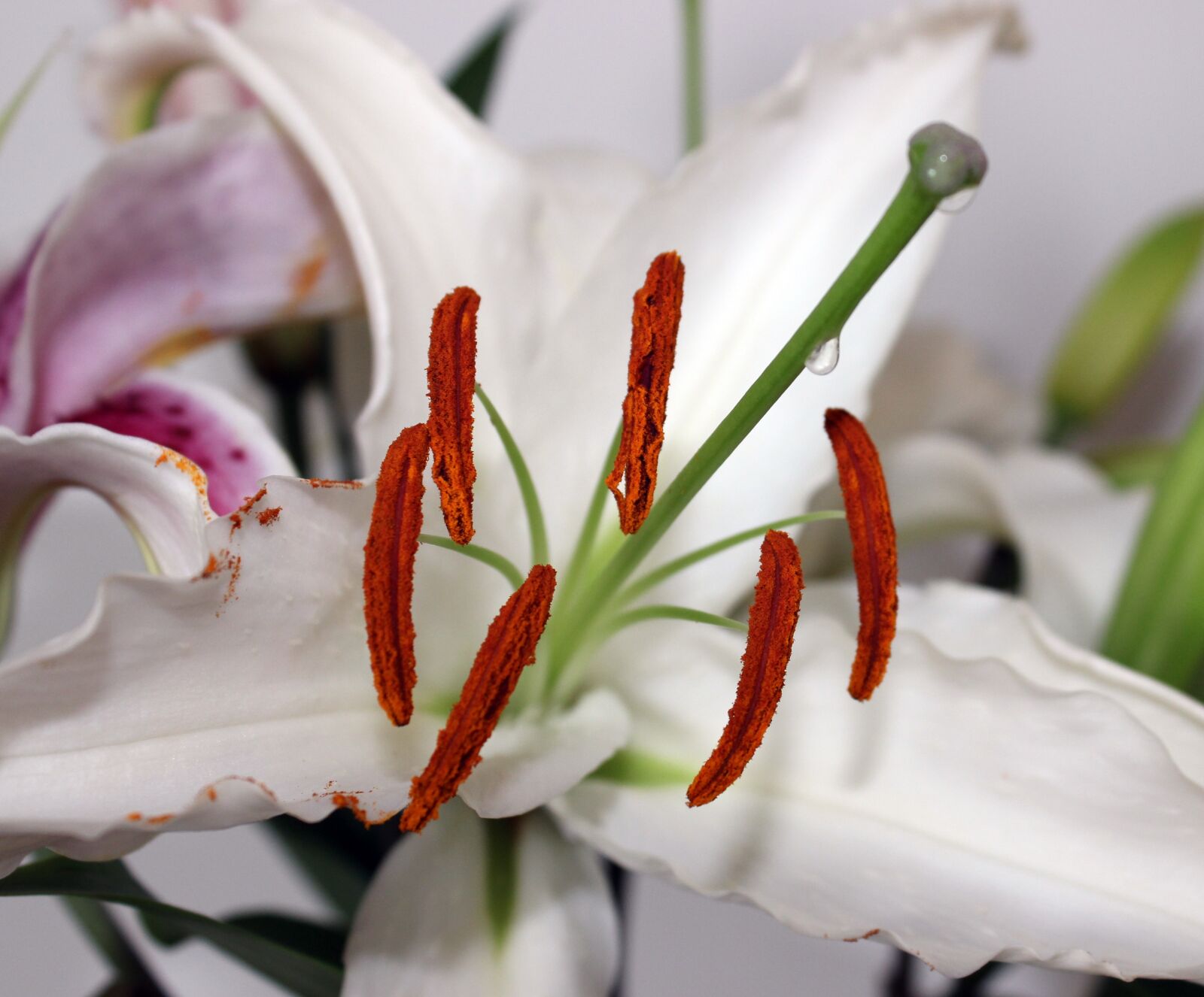 Canon EOS 600D (Rebel EOS T3i / EOS Kiss X5) sample photo. Lily, white lily, plant photography