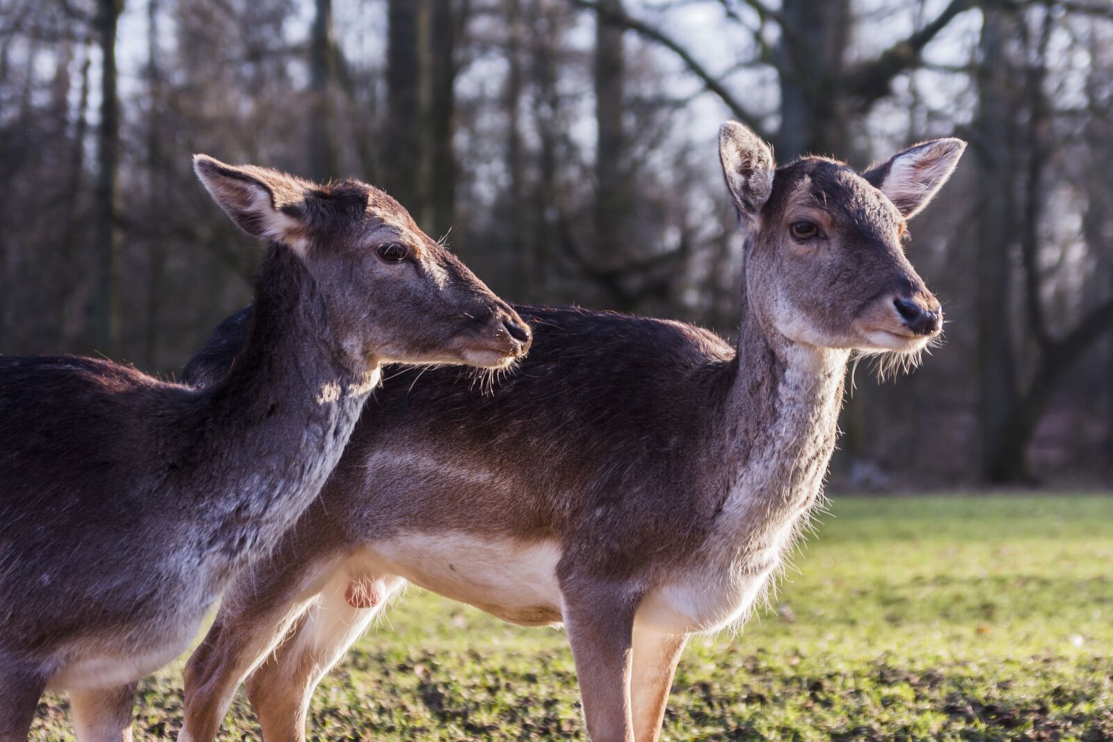 Canon EOS 40D sample photo. Deer, deers, wild park photography