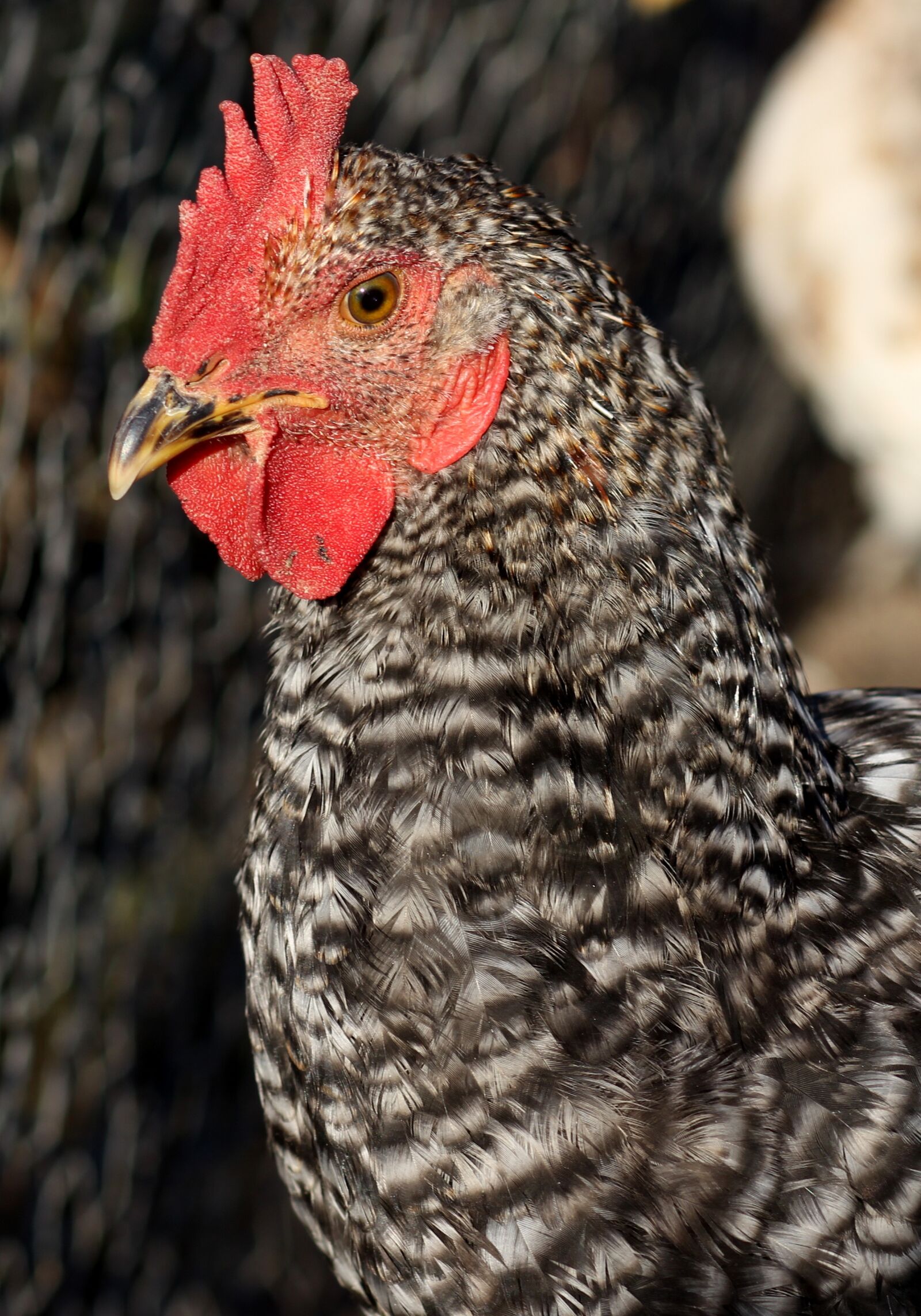 Canon EOS 700D (EOS Rebel T5i / EOS Kiss X7i) + Canon EF 85mm F1.8 USM sample photo. Gaina, portrait, birds photography