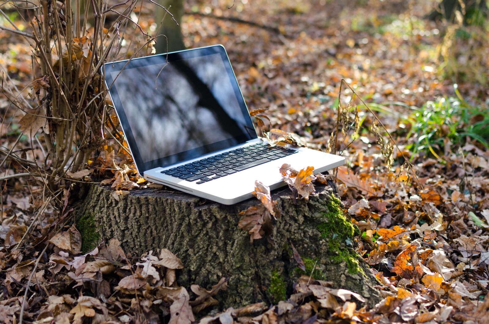 Nikon D5100 sample photo. Autumn, forest, business, technology photography