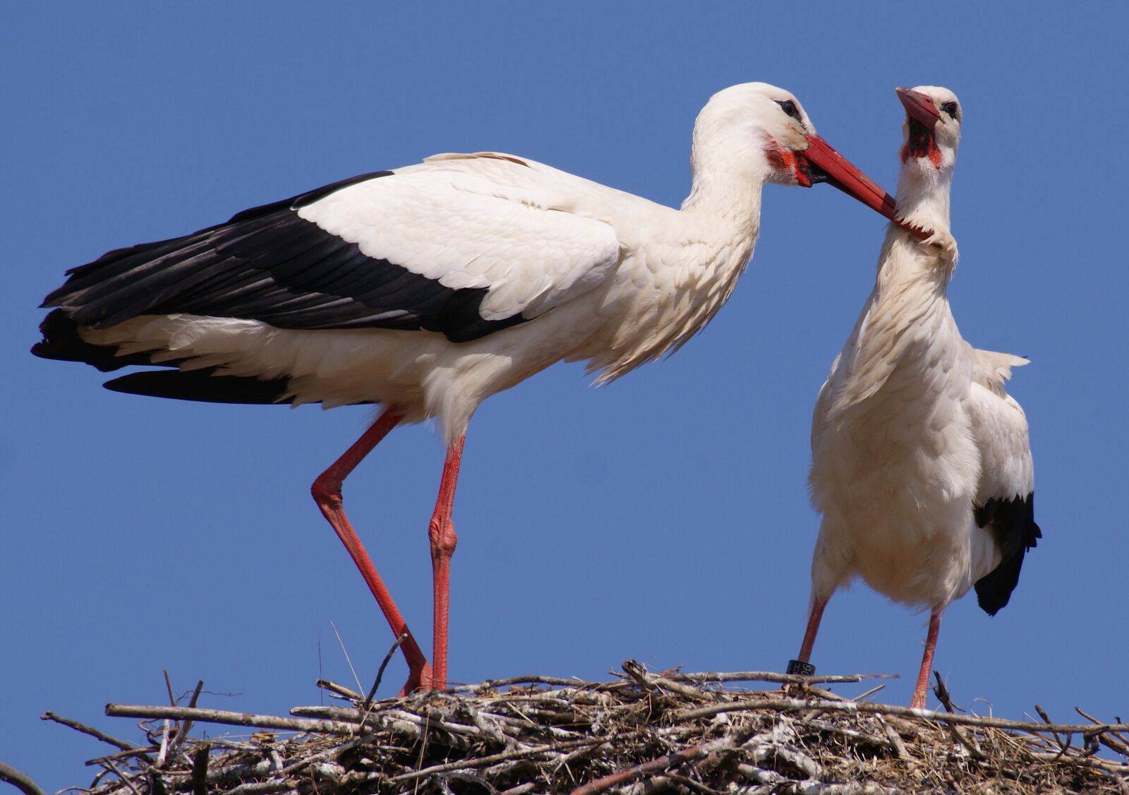 Sony Alpha DSLR-A350 sample photo. Stork, bird, birds photography
