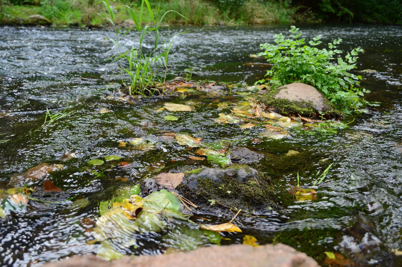 Nikon D3200 sample photo. River, waterflow, leaves photography