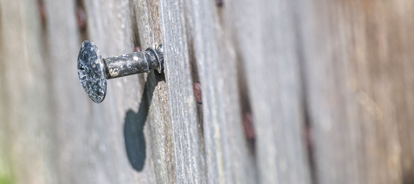 Nikon D80 sample photo. Screw, wood, macro photography