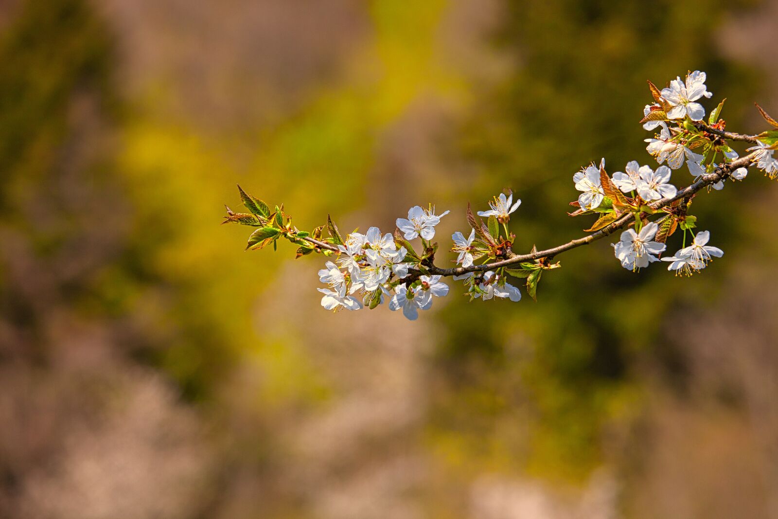 Canon EOS 5D Mark II + Canon EF 70-200mm F4L IS USM sample photo. Easter, bud, black forest photography