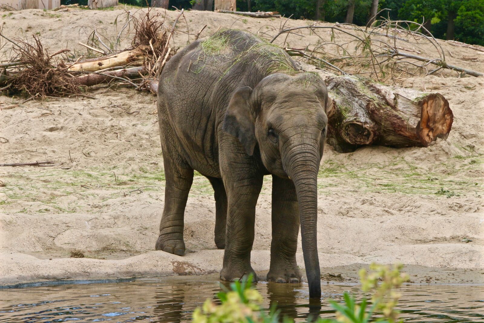 Canon EOS 100D (EOS Rebel SL1 / EOS Kiss X7) sample photo. Planckendael, elephant, drink photography