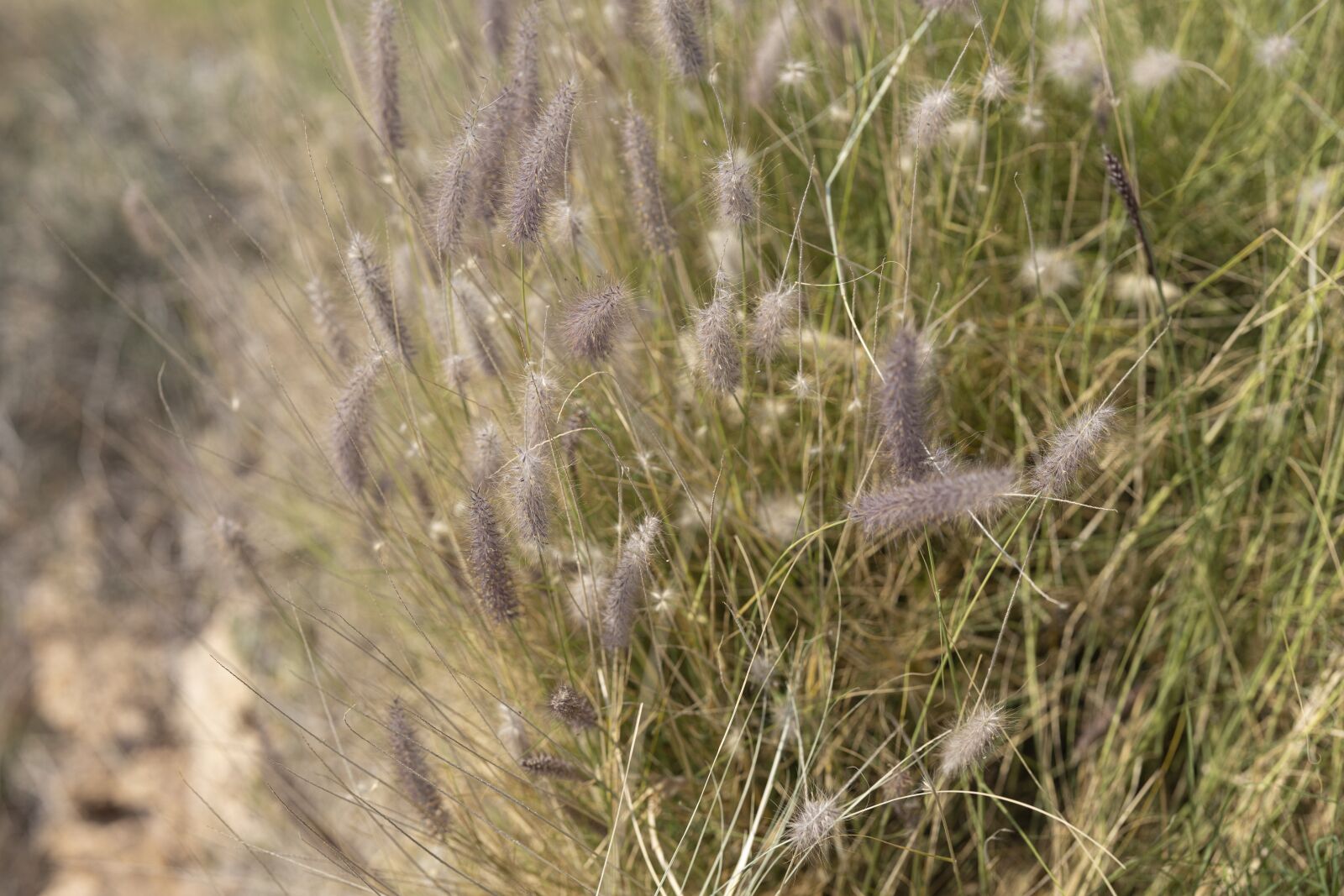 Canon RF 85mm F1.2L USM sample photo. Terry, grass, season photography