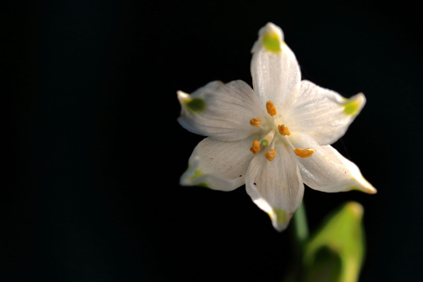 Canon EOS 80D sample photo. Spring snowflake, flower, white photography