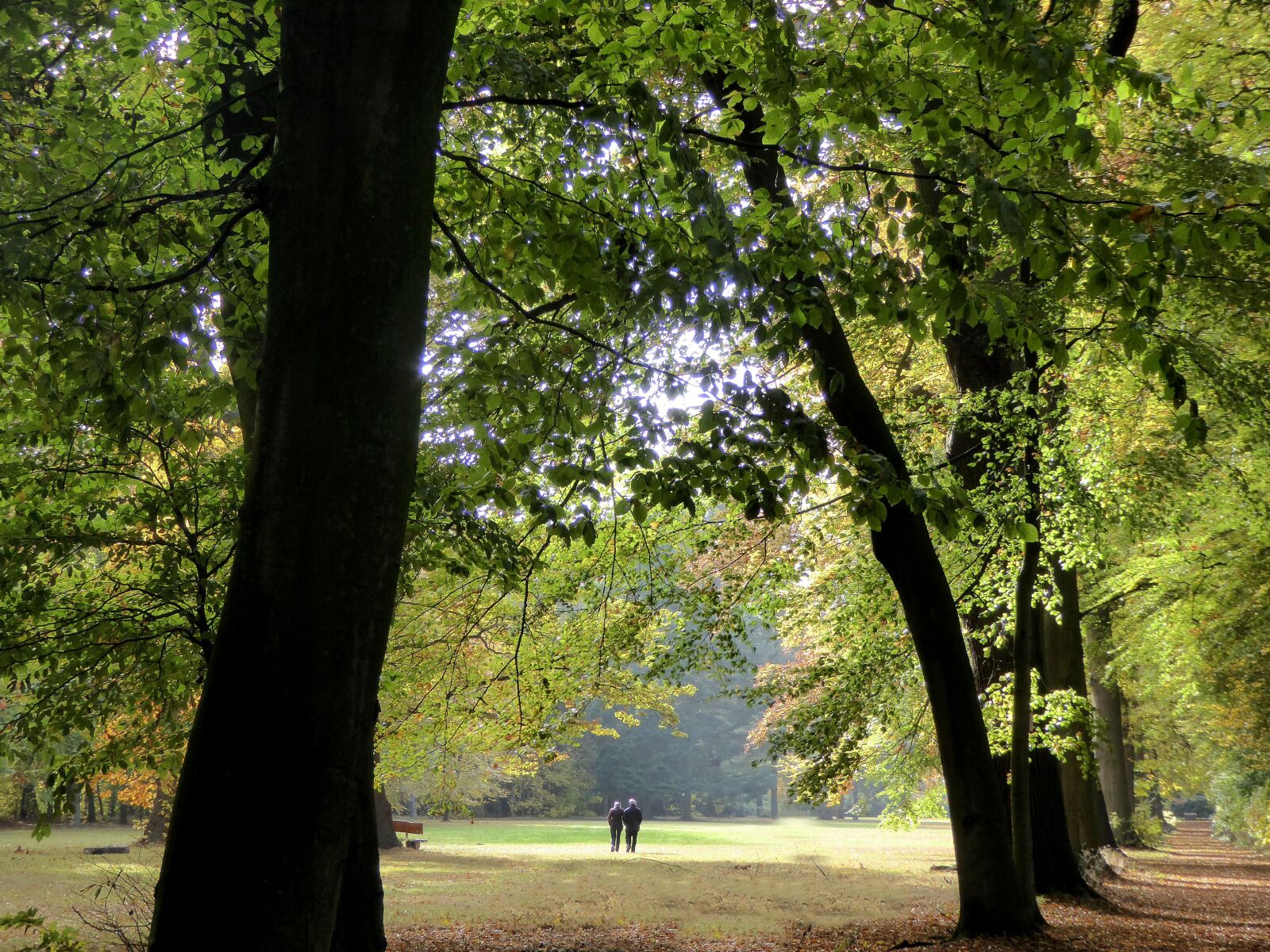 Panasonic DMC-TZ61 sample photo. Autumn mood, park, fall photography