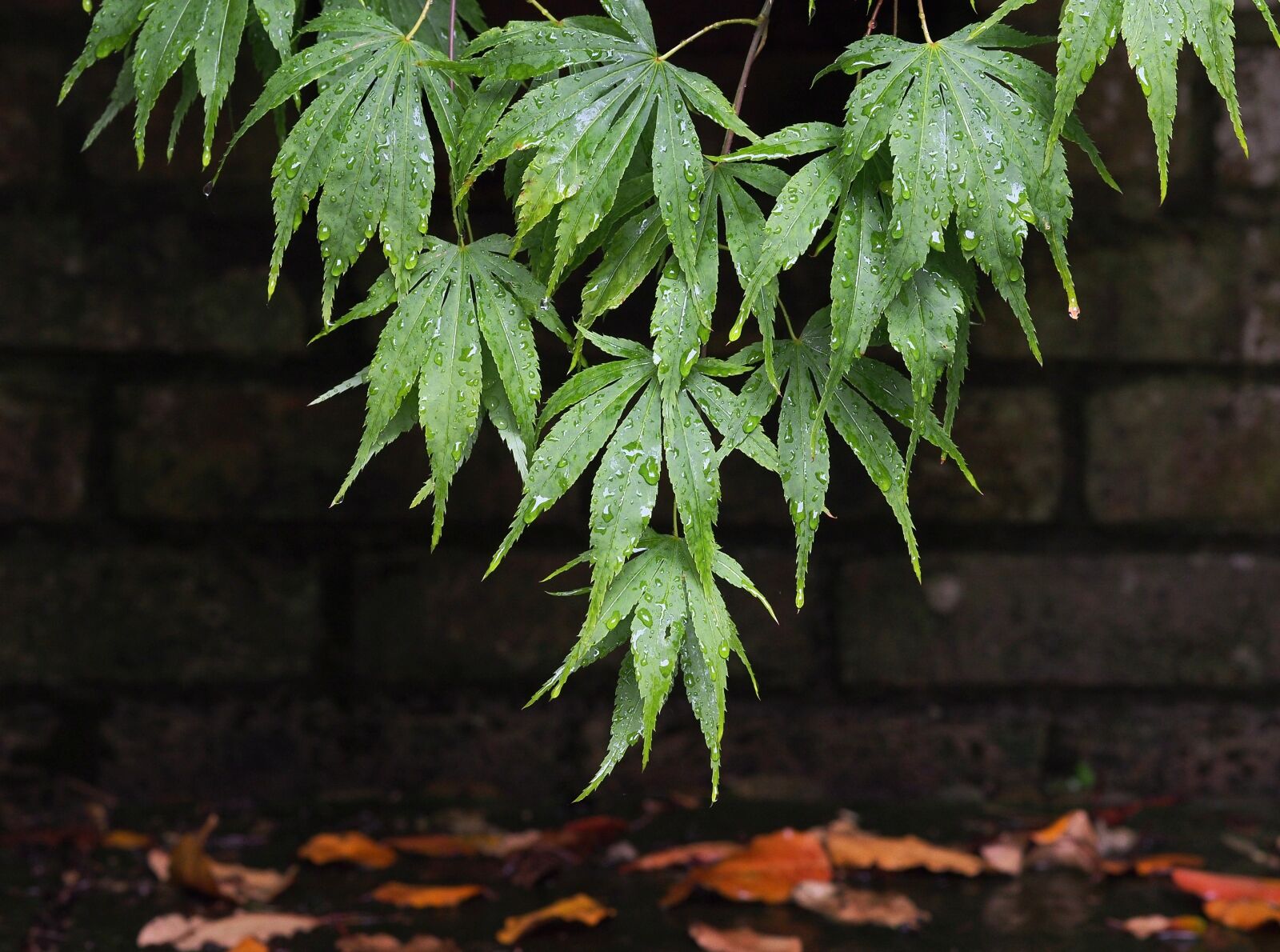 Olympus OM-D E-M5 + Olympus M.Zuiko Digital ED 75mm F1.8 sample photo. Acer, maple, leaves photography