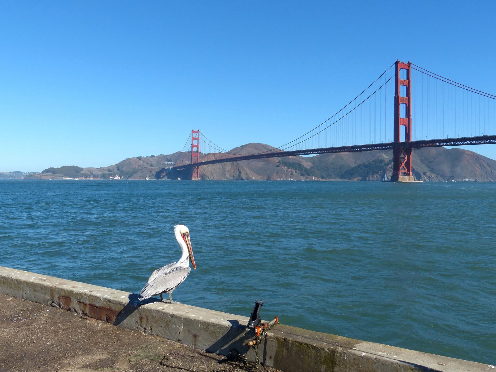 Panasonic Lumix DMC-FZ200 sample photo. Brown, pelican, stocky, sea photography