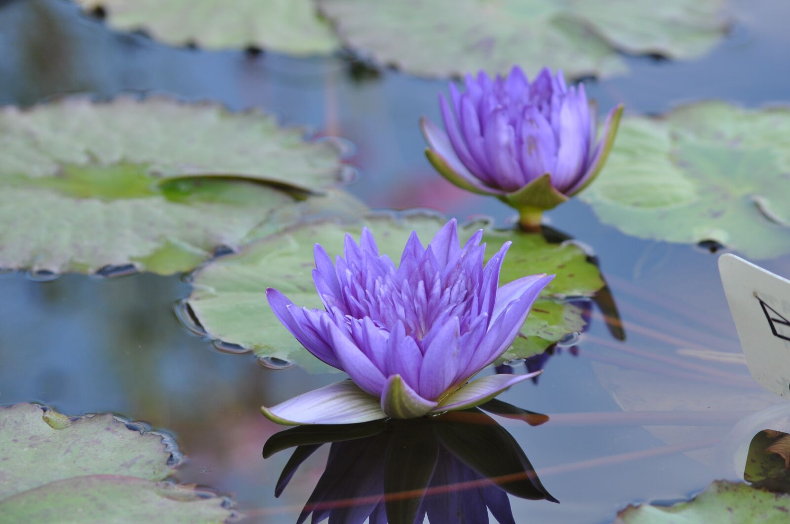 Nikon D90 sample photo. Plants, flowers, nature photography