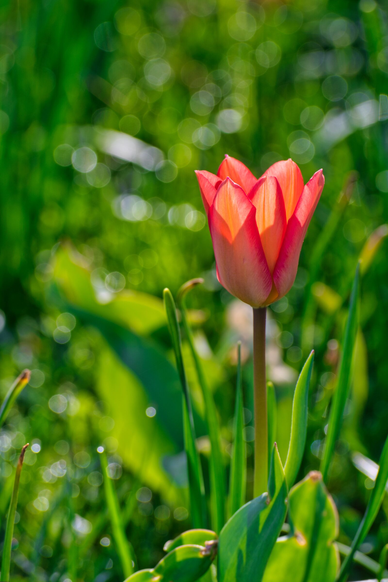 Nikon D7500 sample photo. Tulpenbluete, spring, tulip photography