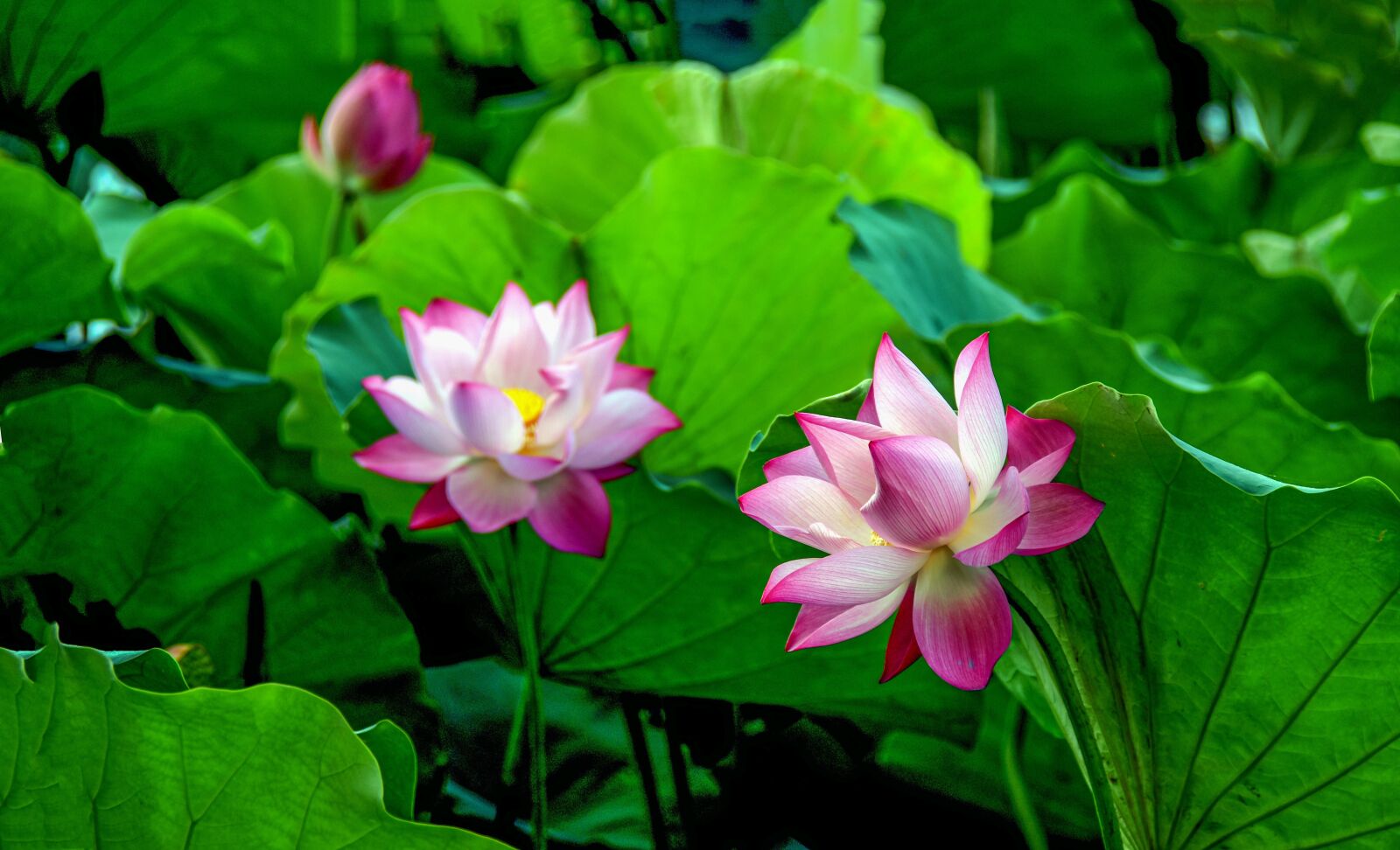 Nikon D7200 sample photo. Lotus flower, blooming, beautiful photography