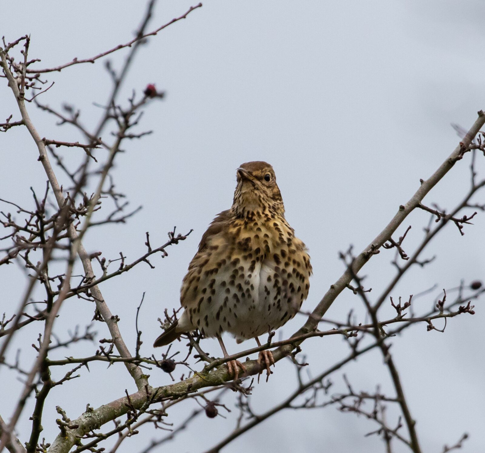 Canon EOS 7D Mark II sample photo. Song thrush, mistle thrush photography