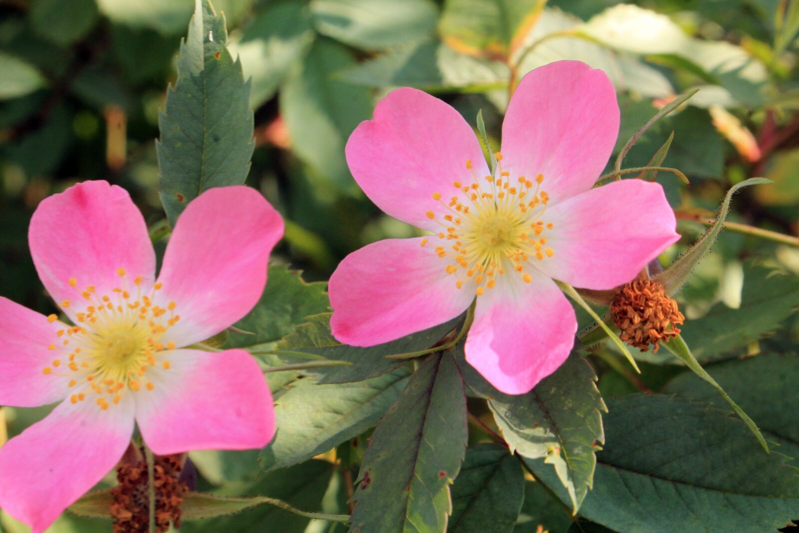 Canon EOS 1100D (EOS Rebel T3 / EOS Kiss X50) sample photo. Flowers, pink, bush photography