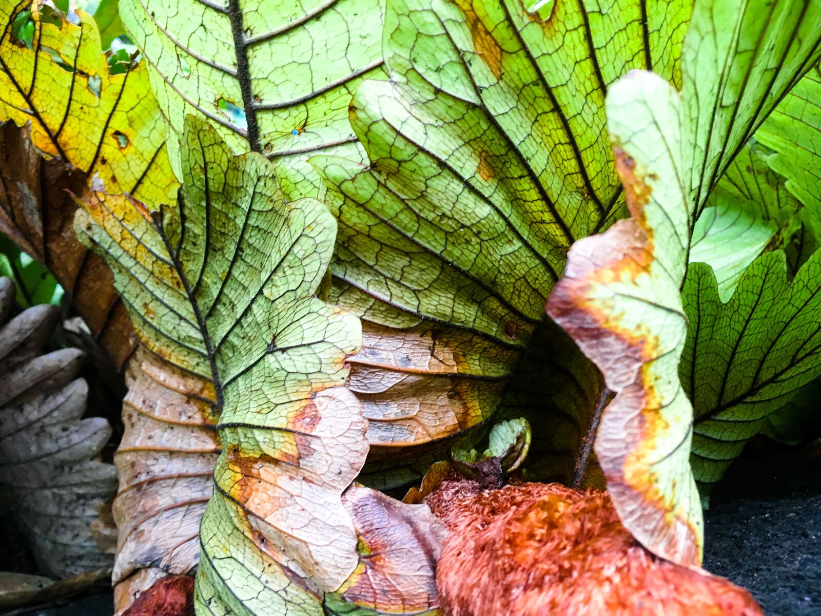 Apple iPhone SE sample photo. Nature, leaf, green photography