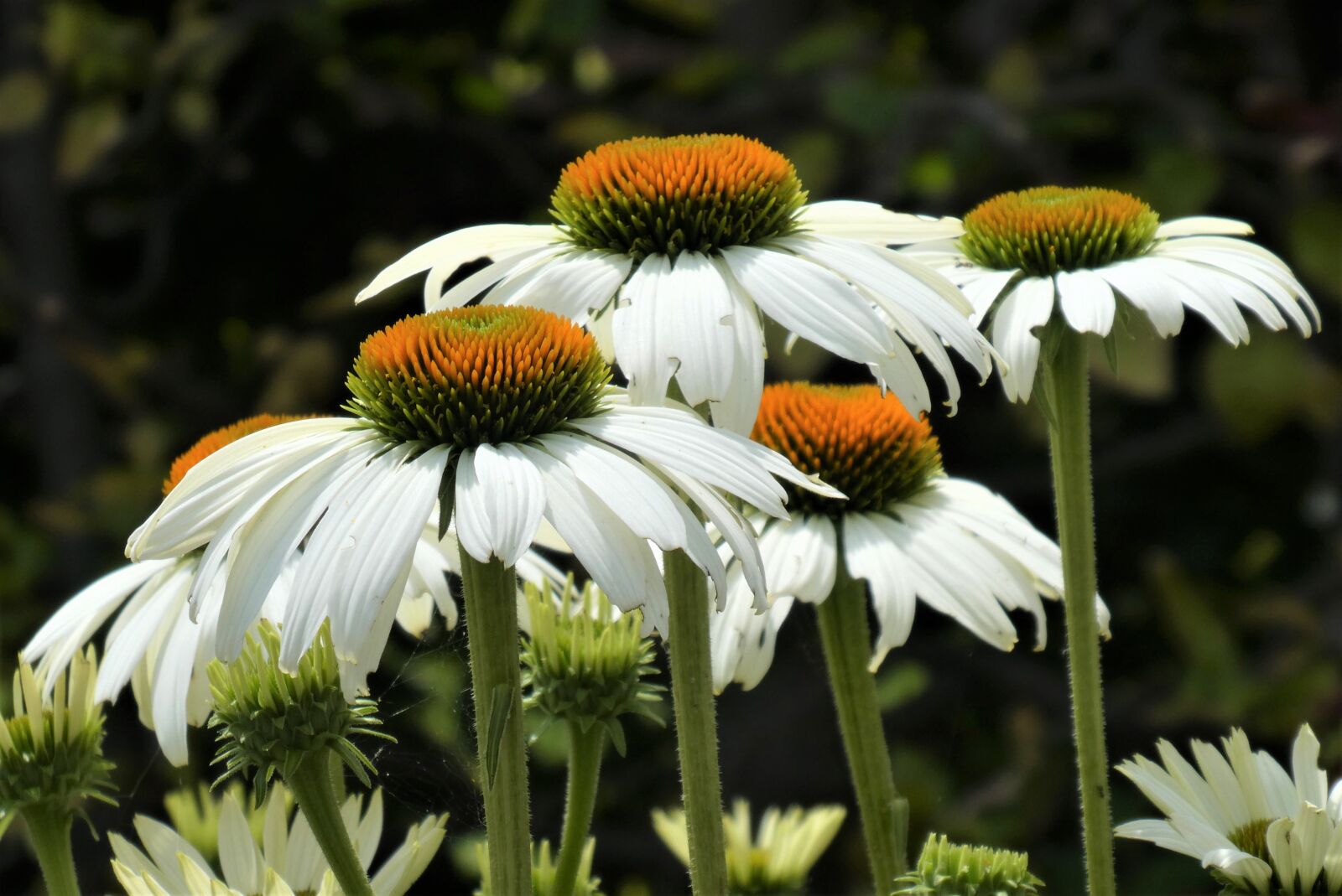Panasonic Lumix DC-ZS70 (Lumix DC-TZ90) sample photo. Purple coneflower, plant, flower photography