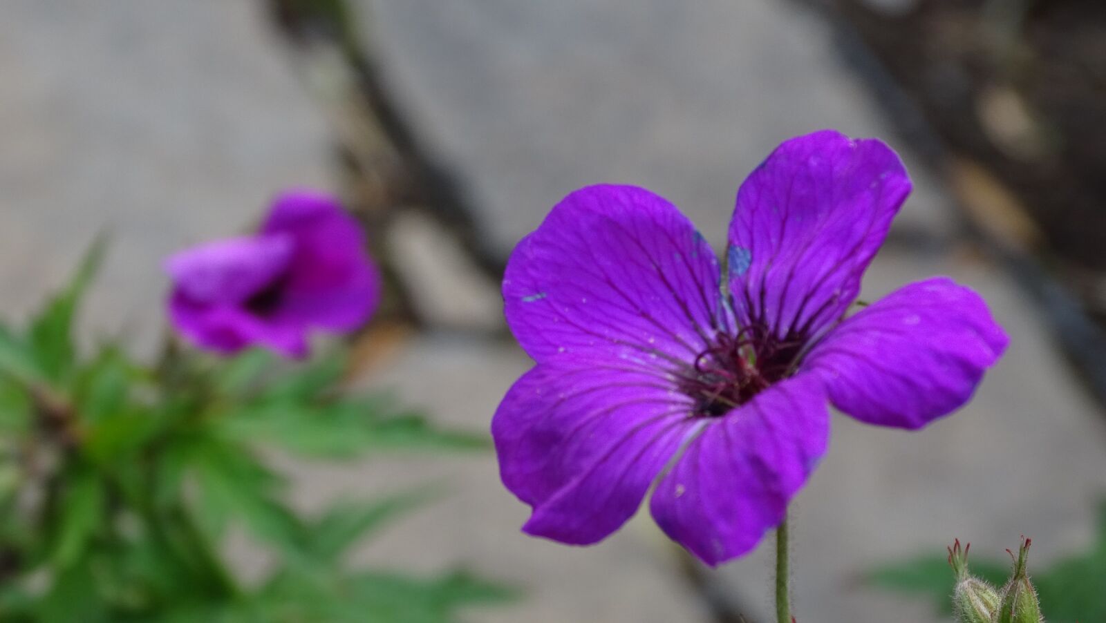 Sony Cyber-shot DSC-HX400V sample photo. Purple, flower, garden photography