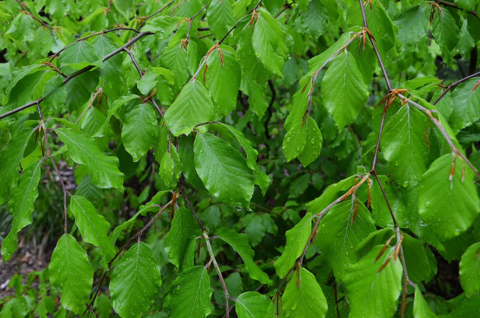 Nikon D5100 sample photo. Foliage, tree, forest photography