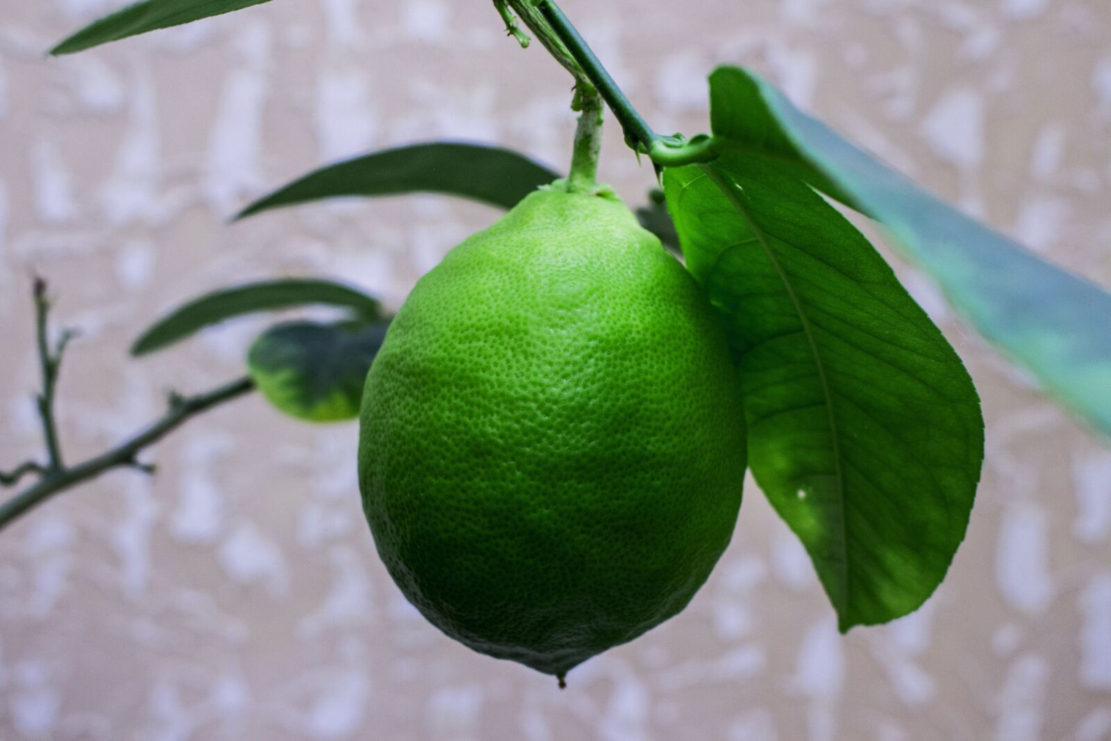 Canon EOS 700D (EOS Rebel T5i / EOS Kiss X7i) sample photo. Sheet, fruit, food photography
