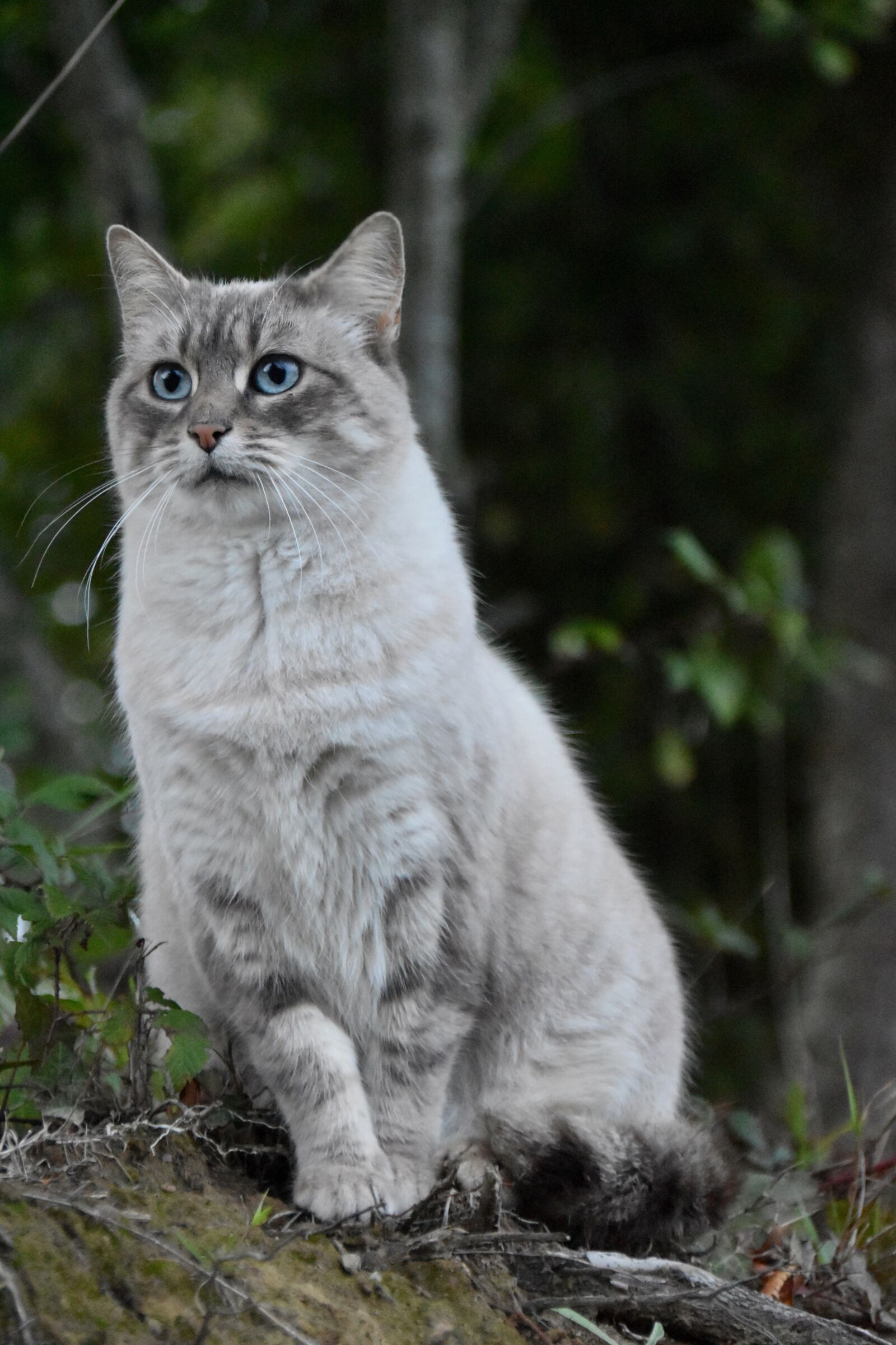 Nikon D5600 sample photo. Cat, alley cat, animal photography