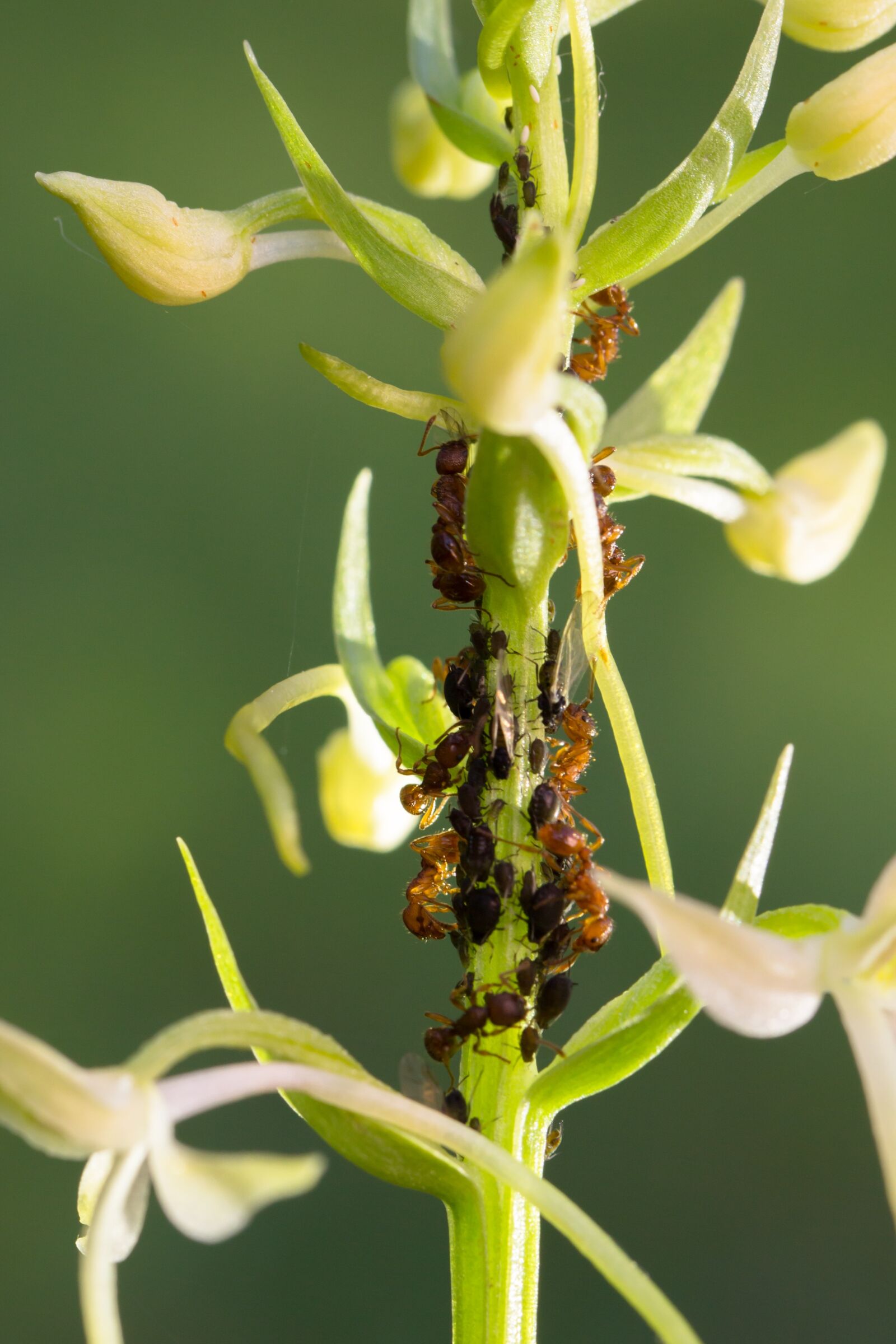 Tamron SP AF 60mm F2 Di II LD IF Macro sample photo. Orchid, lice, ants photography