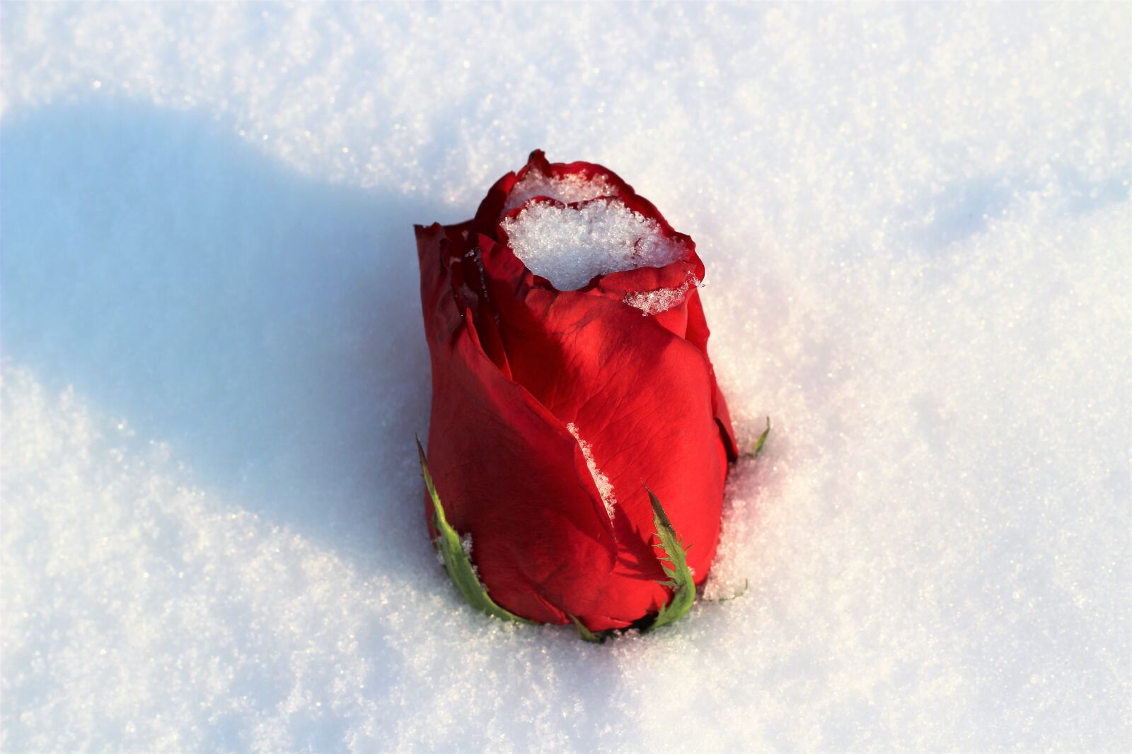 Canon EOS 600D (Rebel EOS T3i / EOS Kiss X5) + Canon EF 50mm F1.8 II sample photo. Red rose covered with photography