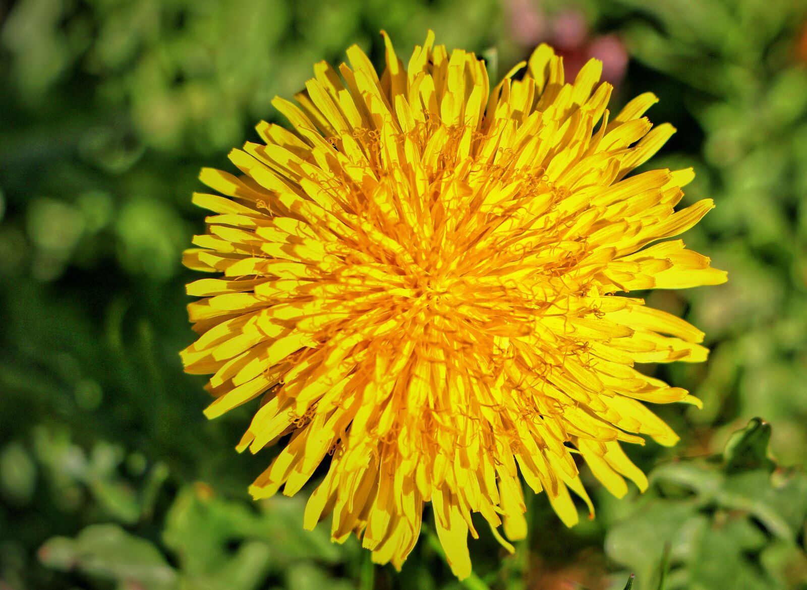 Canon EOS 70D sample photo. Buttercup, dandelion, yellow photography