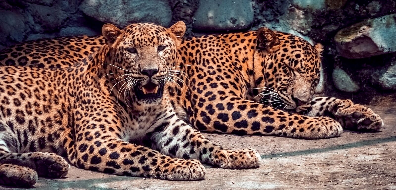 Canon EOS 700D (EOS Rebel T5i / EOS Kiss X7i) sample photo. Cheetah, large cat, animal photography