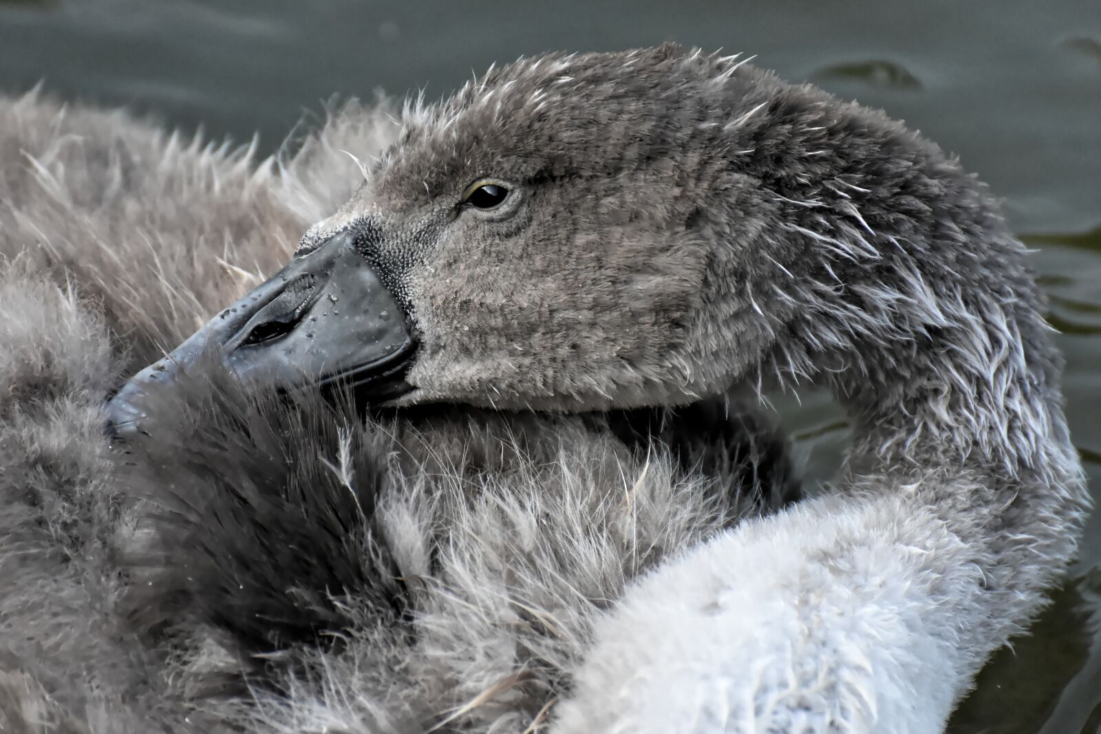Nikon D7200 sample photo. Swan, young, young animal photography