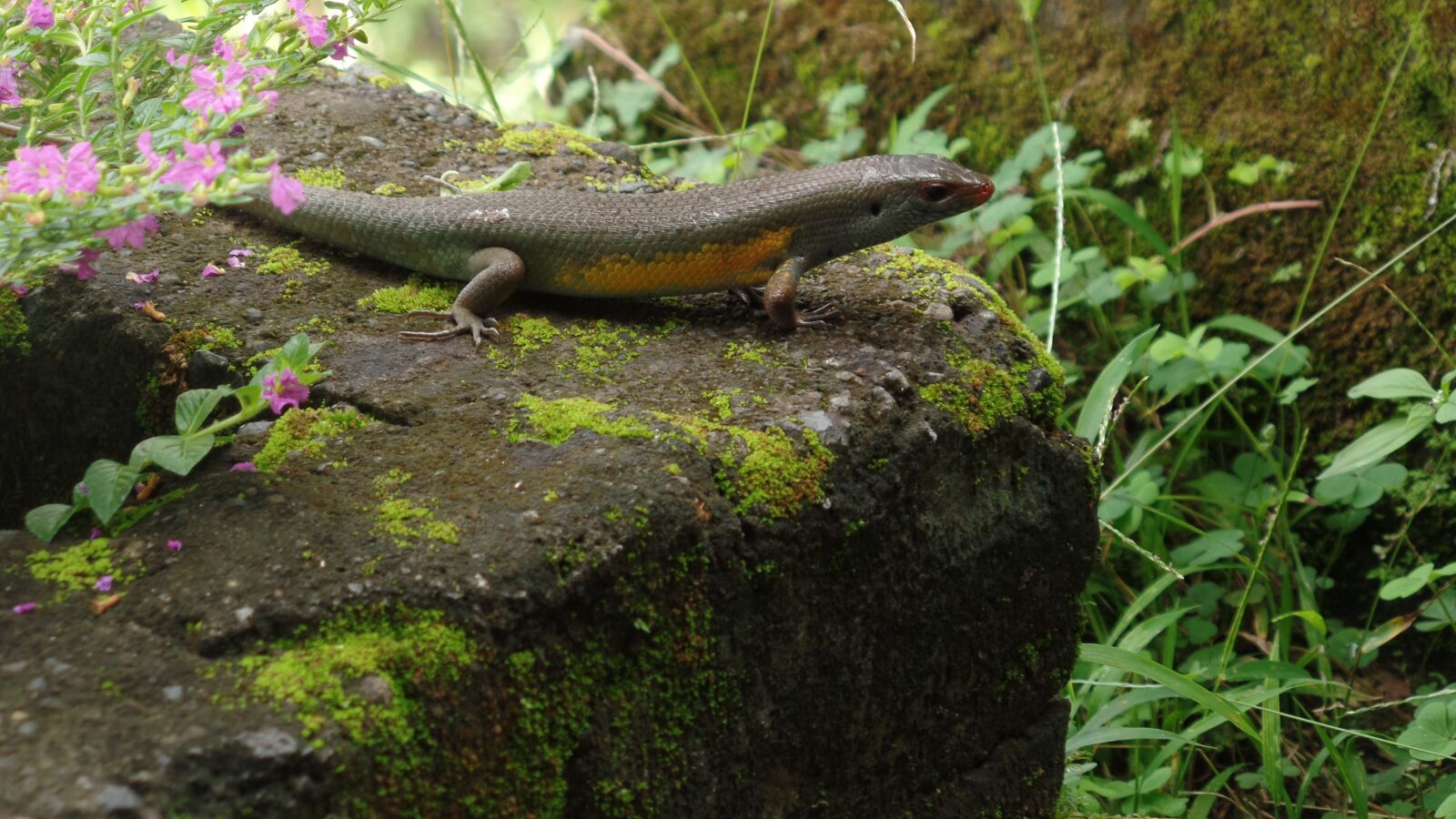 Samsung WB350F/WB351F/WB352F sample photo. Nature, reptile, garden photography
