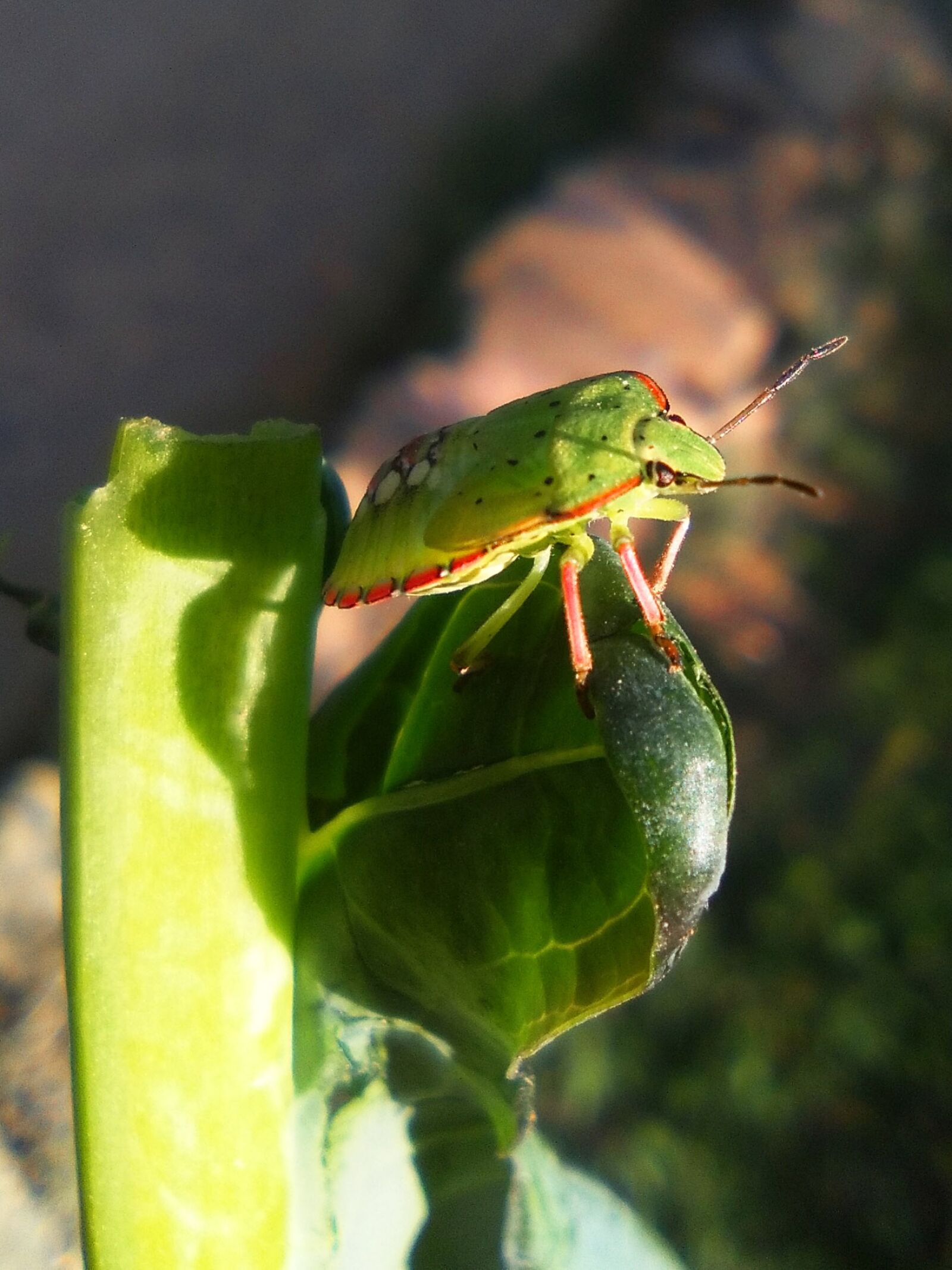 HUAWEI Y635-L01 sample photo. Green beetle, col, insect photography