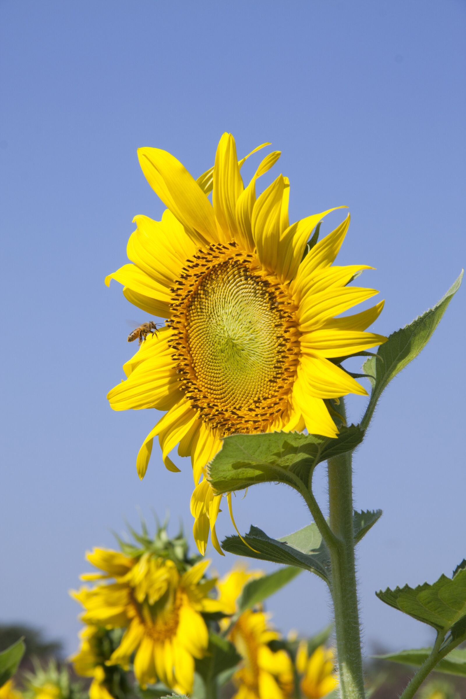 Canon EOS 500D (EOS Rebel T1i / EOS Kiss X3) sample photo. Bee, blue sky, field photography