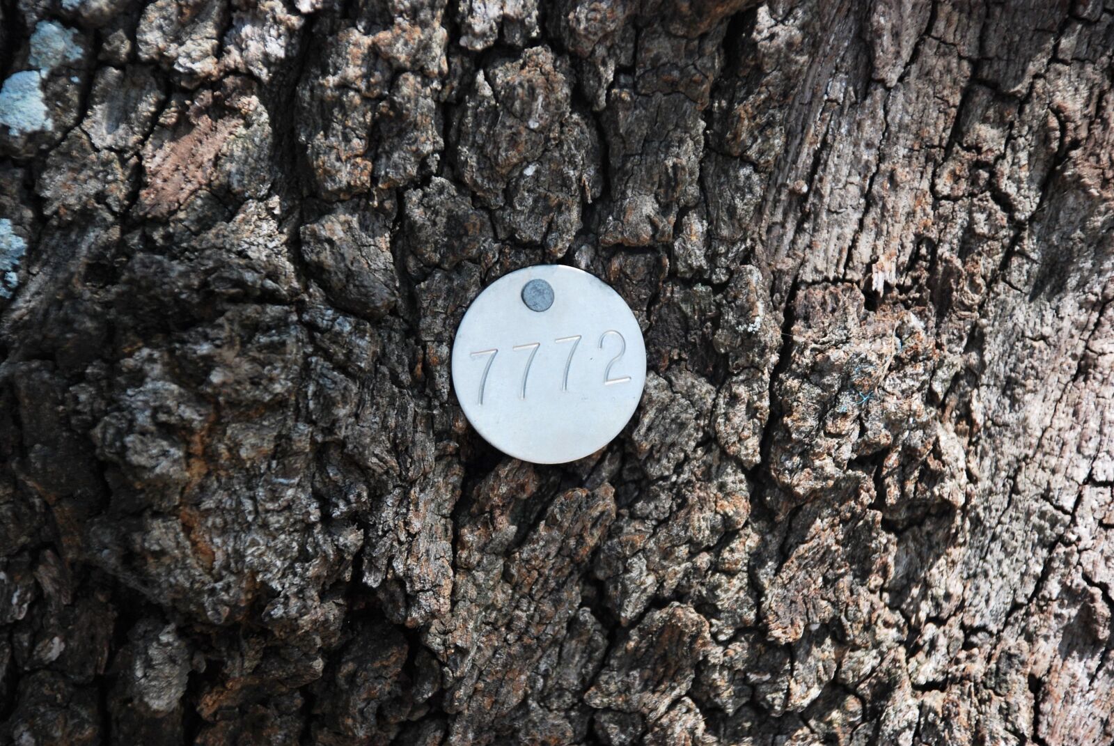Nikon D80 sample photo. Tree identification tags, identification photography