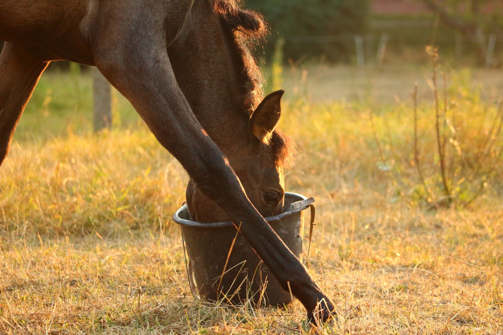 Canon EOS 100D (EOS Rebel SL1 / EOS Kiss X7) sample photo. Horse, foal, feed bucket photography