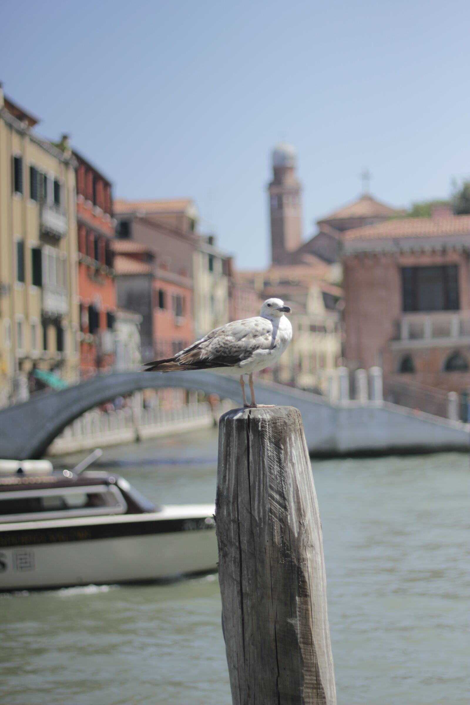 Canon EOS 550D (EOS Rebel T2i / EOS Kiss X4) sample photo. Venice, italy, sea photography
