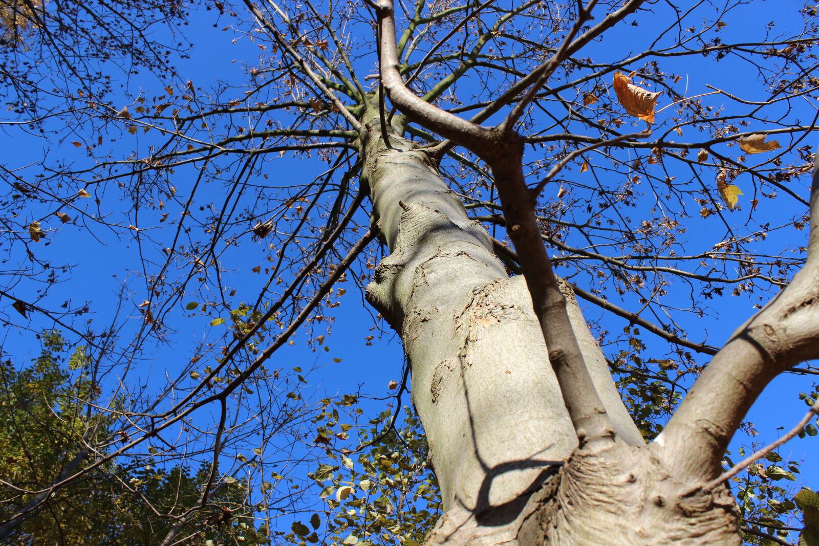 Canon EOS 600D (Rebel EOS T3i / EOS Kiss X5) sample photo. Tree, autumn, sky photography
