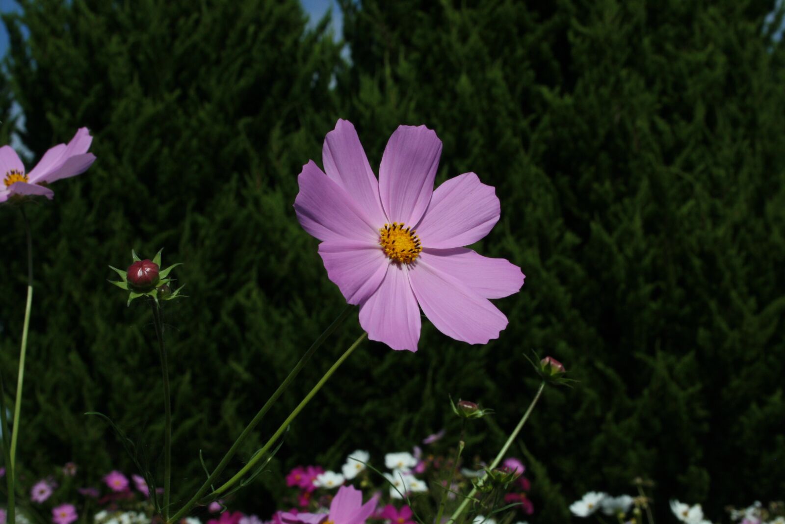 Canon EOS 400D (EOS Digital Rebel XTi / EOS Kiss Digital X) sample photo. Flowers, landscape, cosmos photography